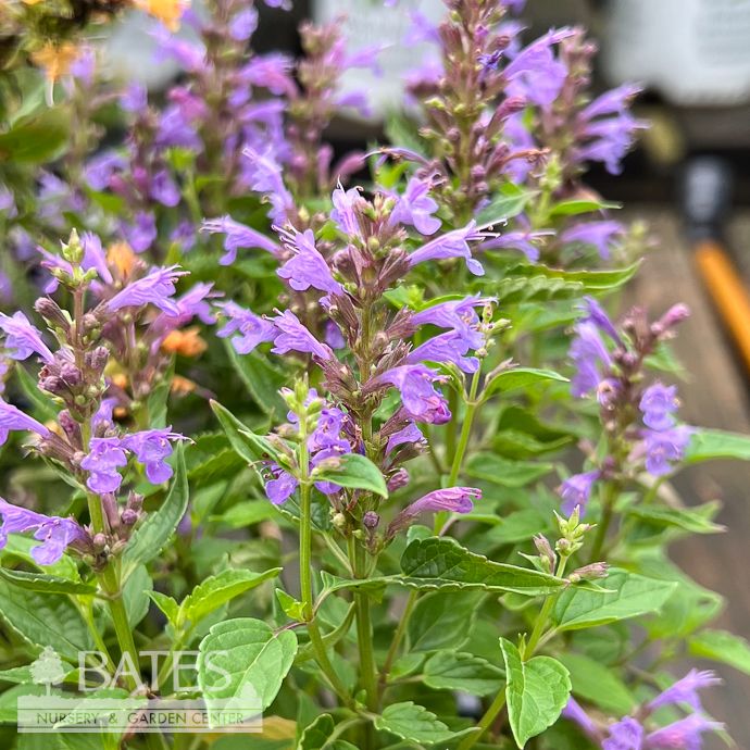 #1 Agastache x Blue Bayou/ Compact Blue Anise Hyssop