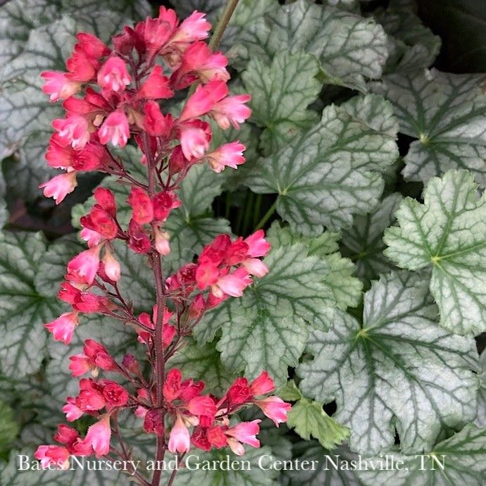 #1 Heuchera x Paris/ Coral Bells