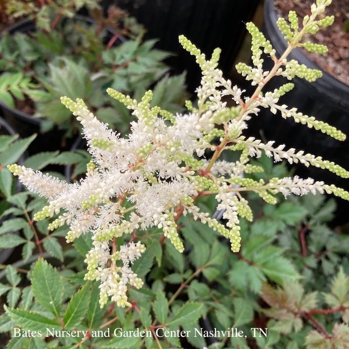 #2 Astilbe japonica Deutschland/ White
