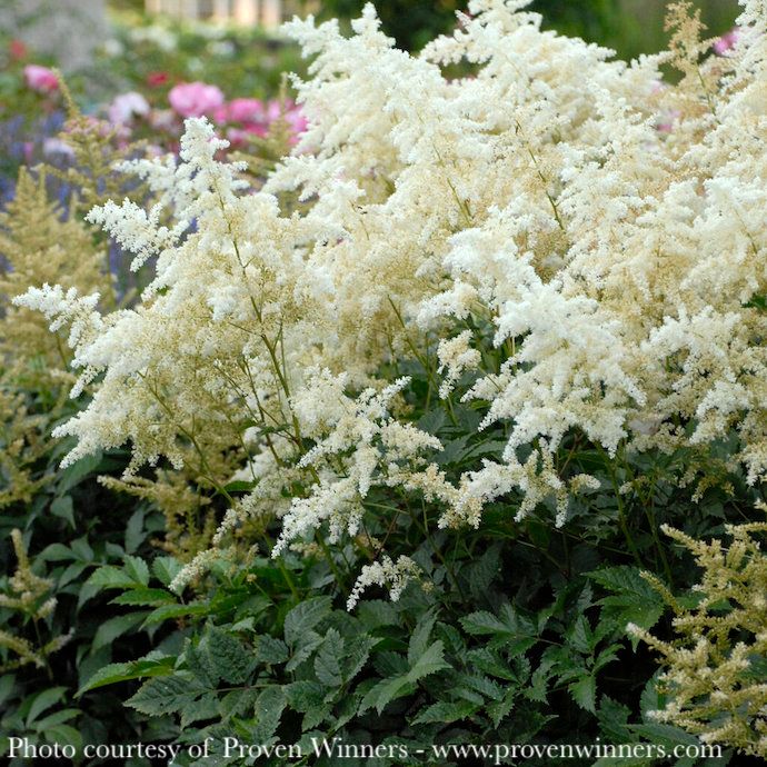 #2 Astilbe japonica Deutschland/ White