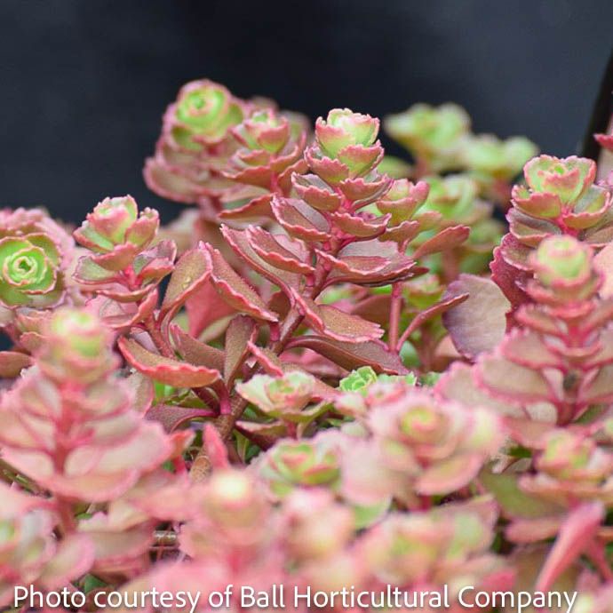 #1 Sedum spurium Red Carpet/ Stonecrop