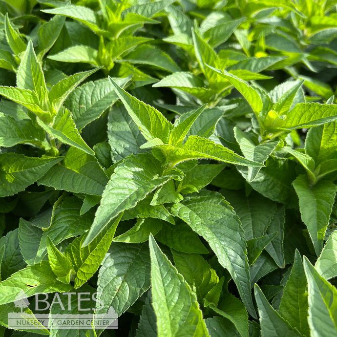 QP Monarda did Grand Parade/ Dwarf Purple Beebalm Native (TN)
