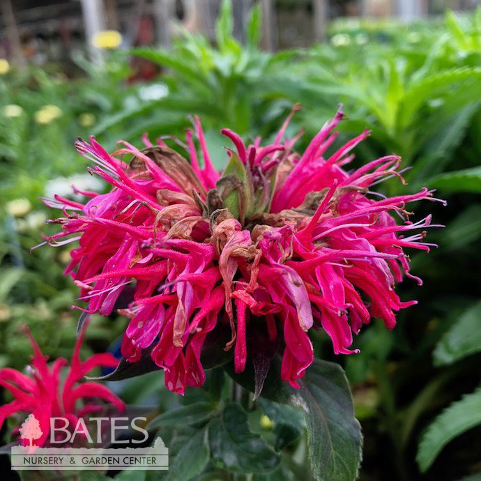 QP Monarda did Grand Parade/ Dwarf Purple Beebalm Native (TN)