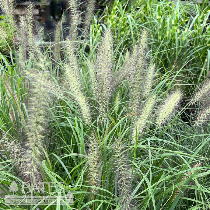 #1 Grass Pennisetum alop Red Head/ Fountain