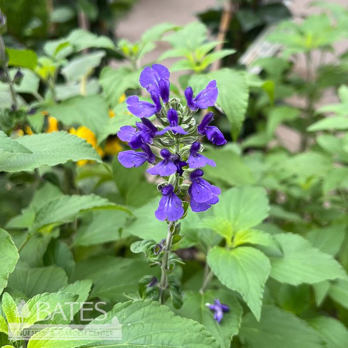 #1 Salvia x Indigo Spires/ Sage - No Warranty