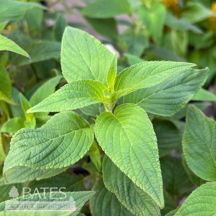 Tropical QP Salvia elegans/ Pineapple Sage - No Warranty