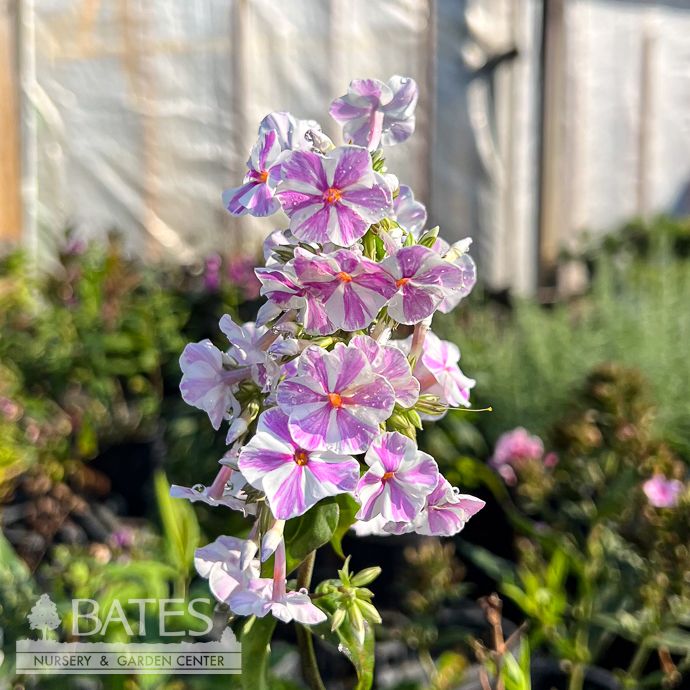 #1 Phlox mac Natascha/ Pink Wild Sweet William Native (TN)