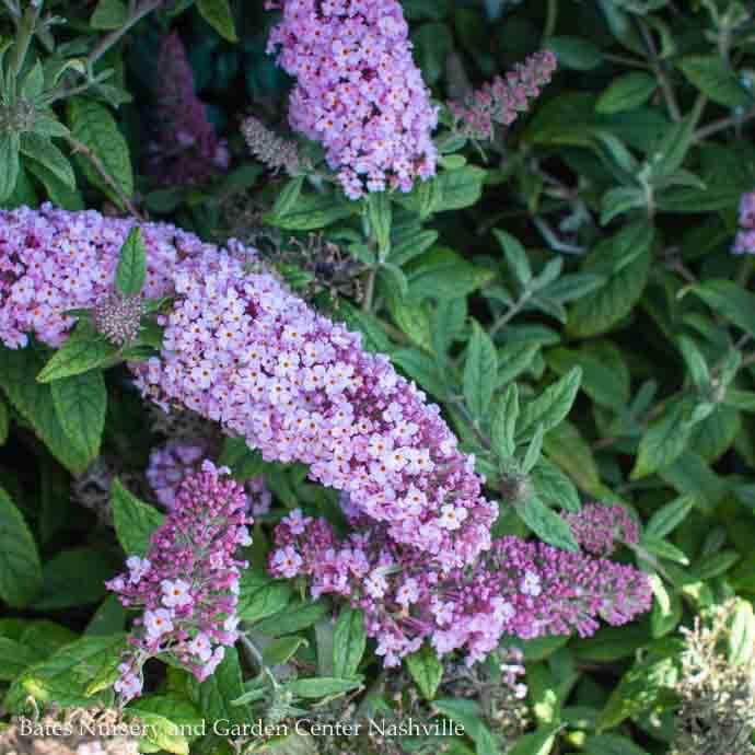 #2 Buddleia x PW Pugster Periwinkle/ Dwarf Butterfly Bush