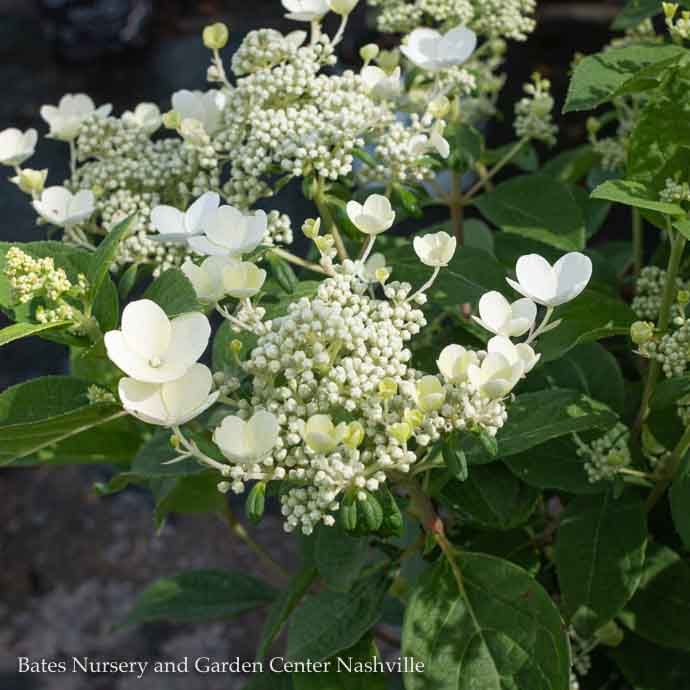 #2 Hydrangea pan PW Quick Fire/ Panicle white to pink