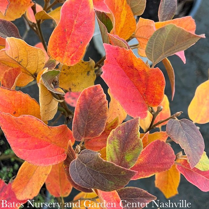 #3 Fothergilla x intermedia PW Legend Of The Fall/ Compact Native (R)