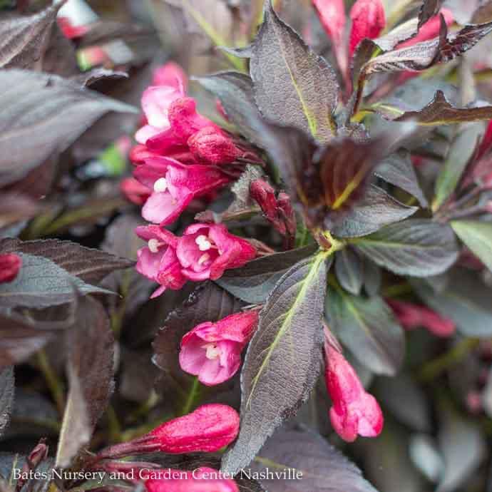 #2 Weigela flor PW Spilled Wine