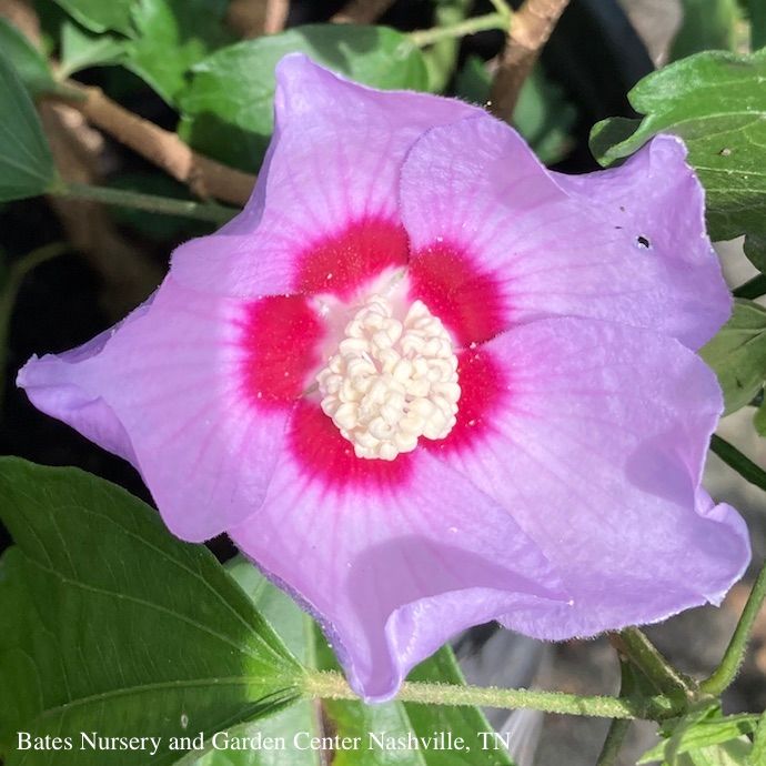 #2 Hibiscus syr Blue Angel/ Rose of Sharon/ Althea