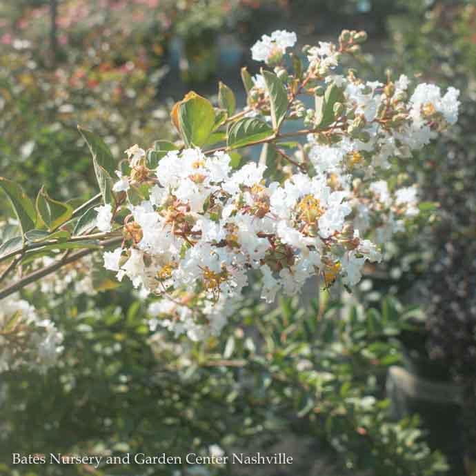 #3 Lagerstroemia x Acoma/ White Dwarf Crape Myrtle