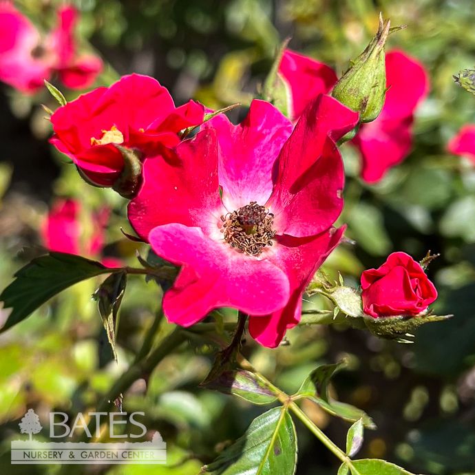 #3 Rosa Scarlet Drift/ Red Groundcover Rose - No Warranty