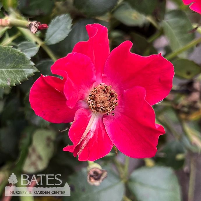 #3 Rosa Scarlet Drift/ Red Groundcover Rose - No Warranty