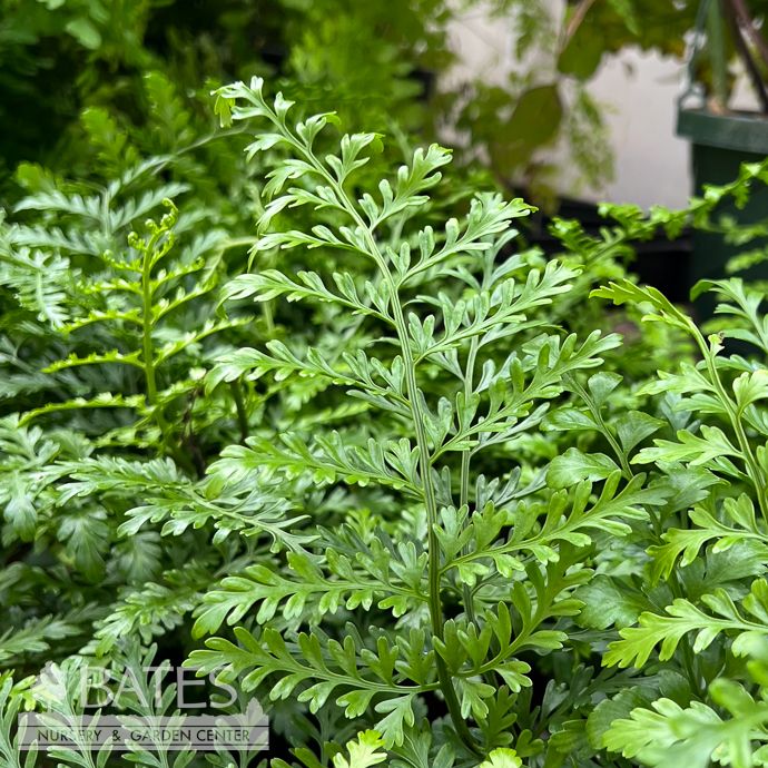 6p!  Fern - Austral Gem Fern /Asplenium dim /Tropical