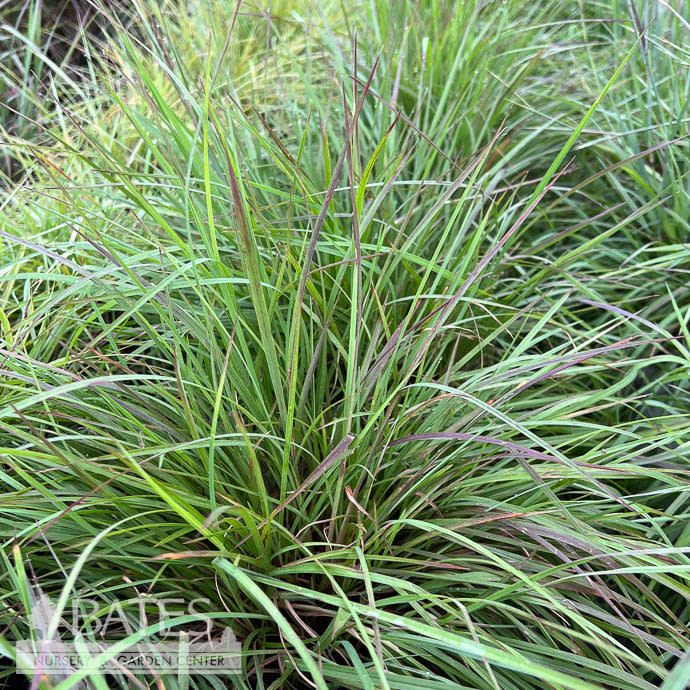 #1 Grass Schizachyrium scop Little Red Fox/ Little Bluestem Native (TN)