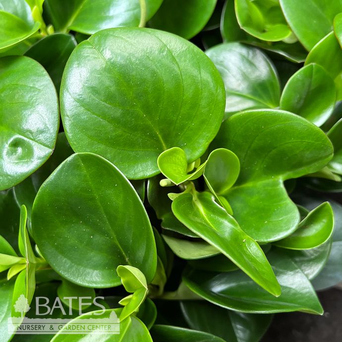4p! Peperomia Emerald Isle /Tropical