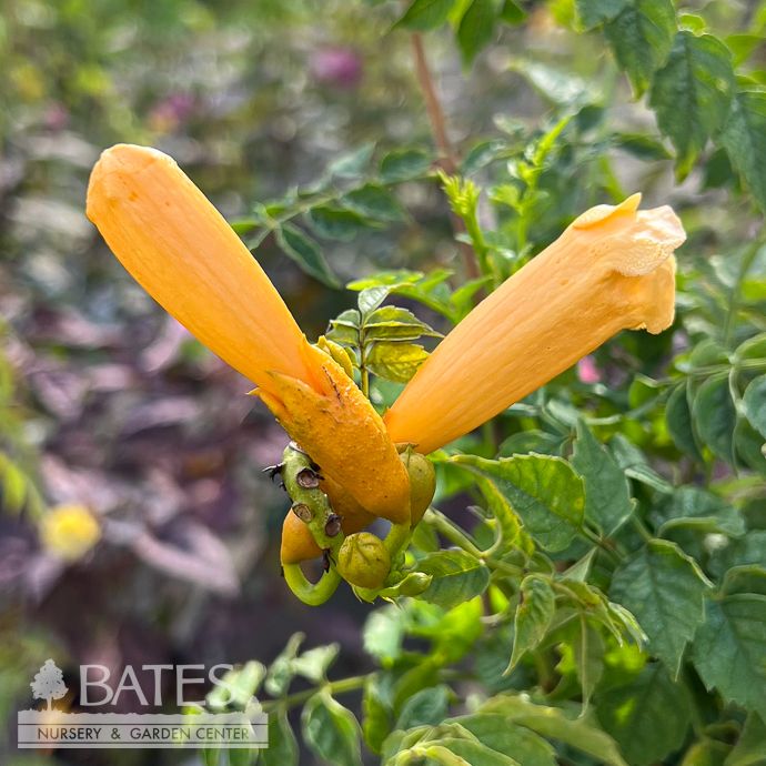 #1 Campsis radicans Flava/ Yellow Trumpet Creeper Native (TN)