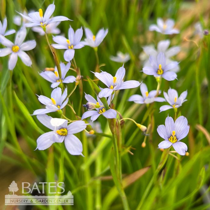 QP Sisyrinchium nashii Suwannee/ Blue-eyed Grass Native (TN)