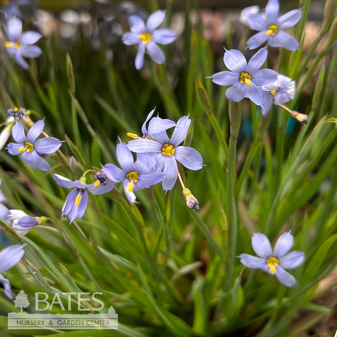 QP Sisyrinchium nashii Suwannee/ Blue-eyed Grass Native (TN)