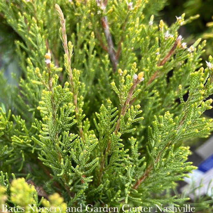 Topiary Pompon #15 Juniperus chin Mint Julep/ Chinese Juniper