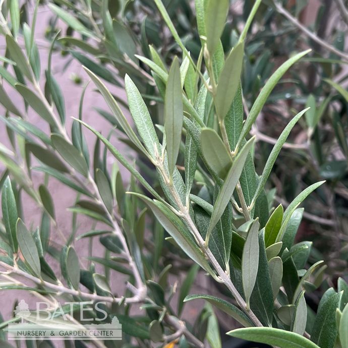 Tropical Edible #5 Olea euro Sevillano/ Fruiting Olive - No Warranty