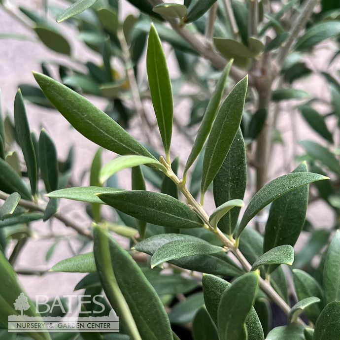 Tropical Edible #5 Olea euro Sevillano/ Fruiting Olive - No Warranty