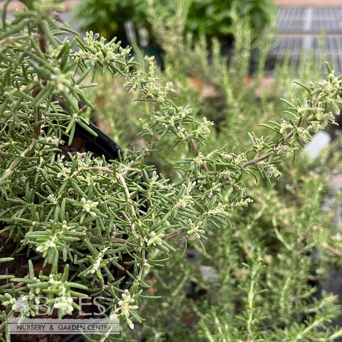 #1 Rosmarinus off Mini-Prostratus/ Creeping Rosemary - No Warranty
