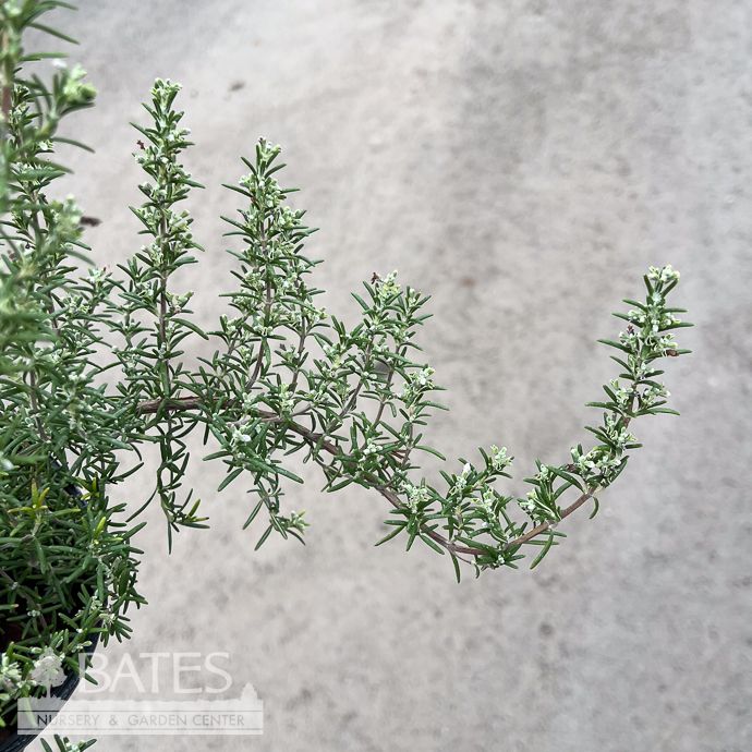 #1 Rosmarinus off Mini-Prostratus/ Creeping Rosemary - No Warranty