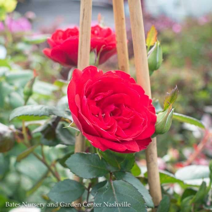 #2 STK Rosa Crimson Sky/ Climbing Rose - No Warranty