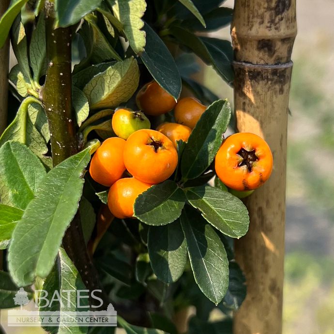#1 Pyracantha cocc Orange Star/ Thornless Firethorn