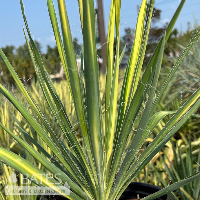 #1 Yucca fil Split Enz/ Variegated Native (TN)