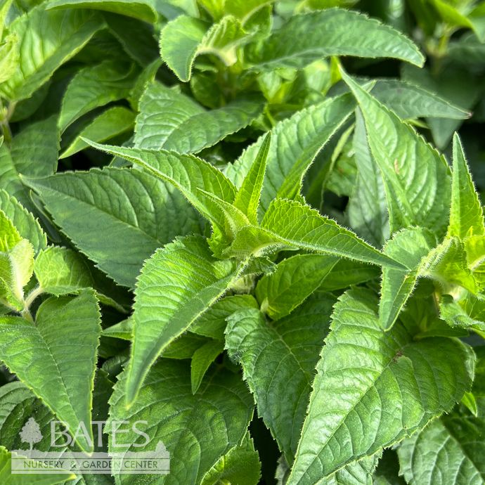 QP Monarda did Grand Marshall/ Compact Bee Balm Native (TN)