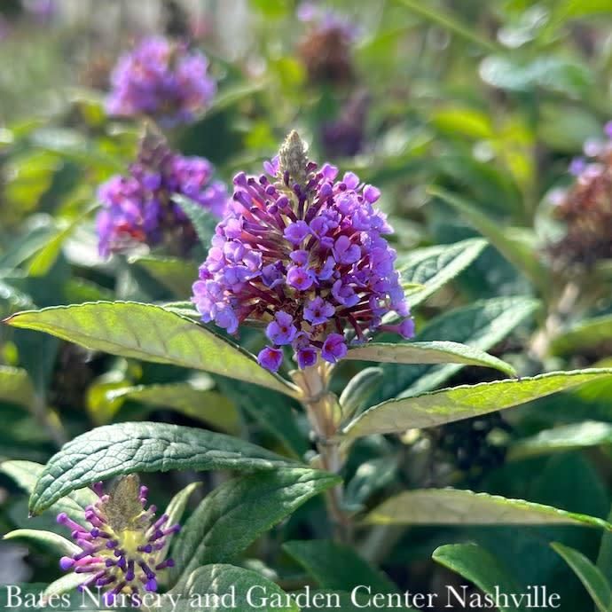 #3 Buddleia dav Dapper 'Lavender'/ Purple Butterfly Bush