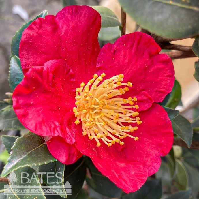#3 Camellia sas SL Yuletide/ Red - No Warranty