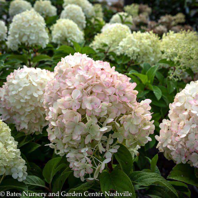 #3 Hydrangea pan PW Bobo/ White Dwarf Panicle