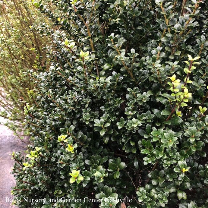 #10 Ilex cren Steeds/ Pyramidal Japanese Holly (female)