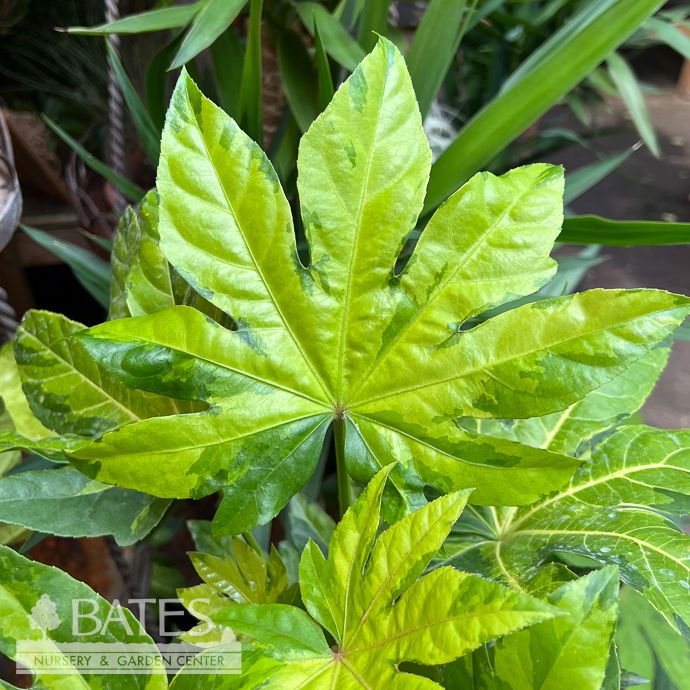 6p! Fatsia japonica Camouflage /Variegated Japanese Aralia /Tropical