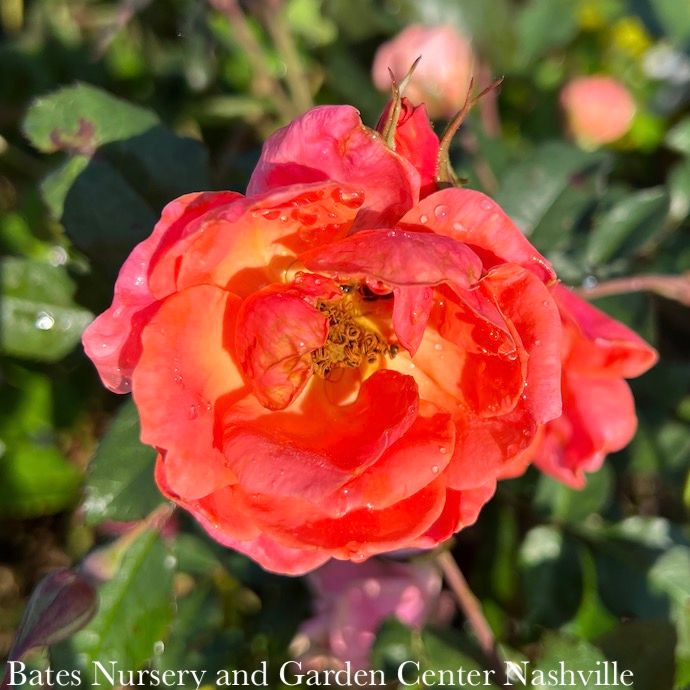 #3 Rosa CORAL Knock Out/ Shrub Rose - No Warranty