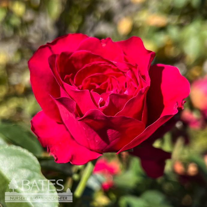 #5 Rosa RED Eden/ Climbing Rose - No Warranty