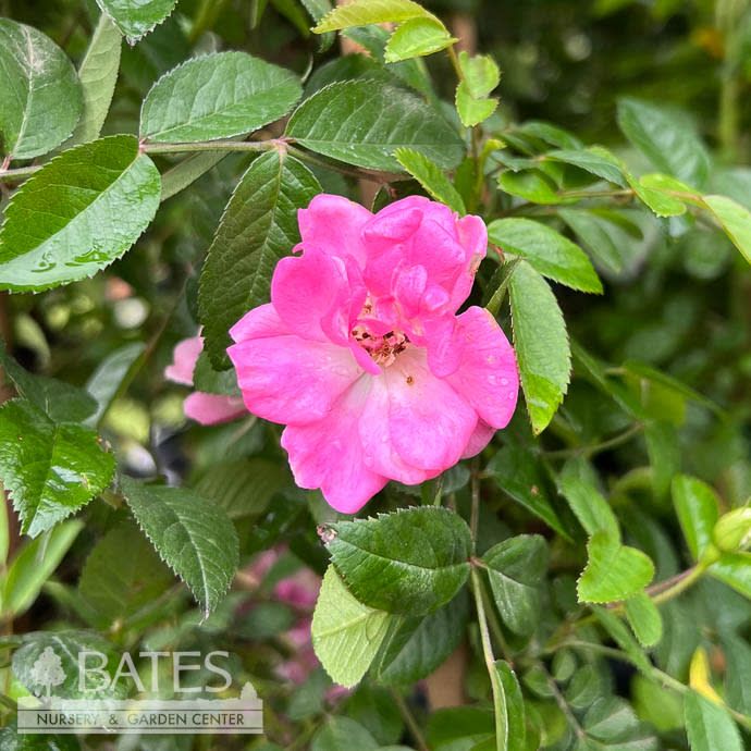 Topiary #7 Espalier Rosa Peggy Martin/ Semi-Thornless Pink Climbing Rose - No Warranty