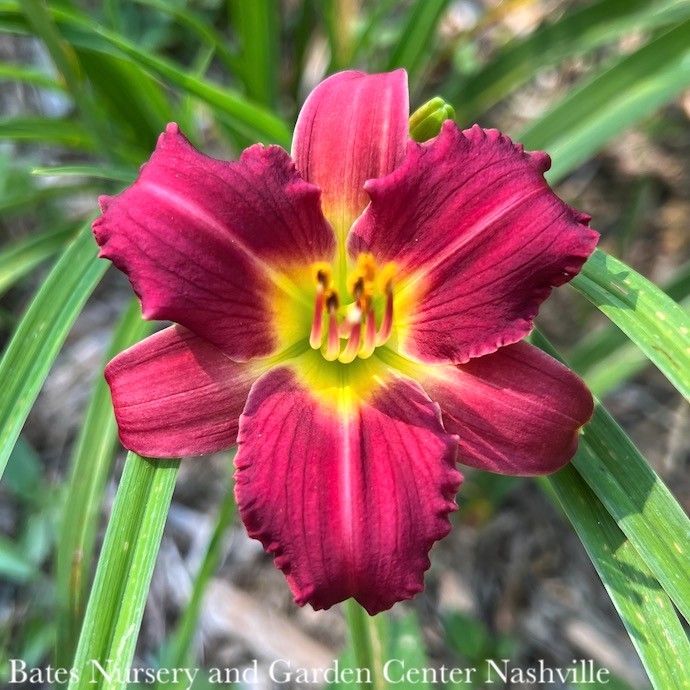 #1 Hemerocallis Pardon Me/ Red Daylily