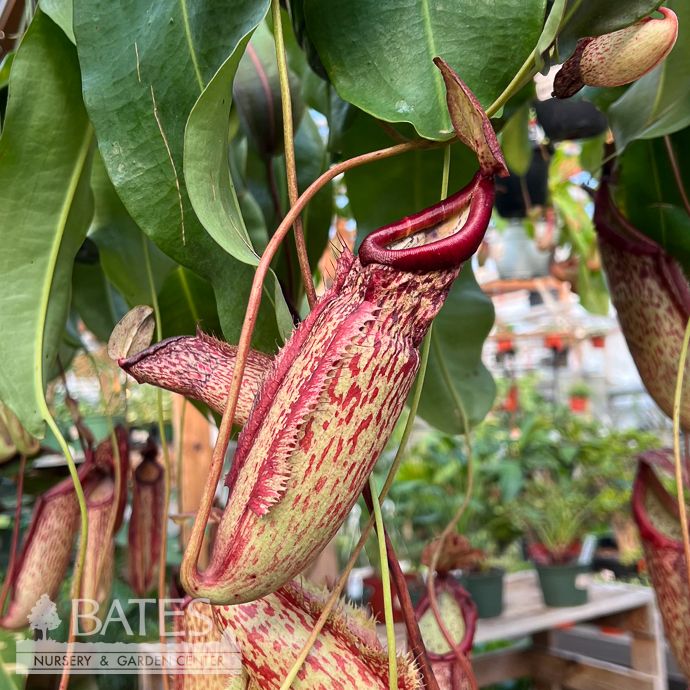 8hb! Carnivorous Nepenthes Miranda Pitcher Plant  /Tropical