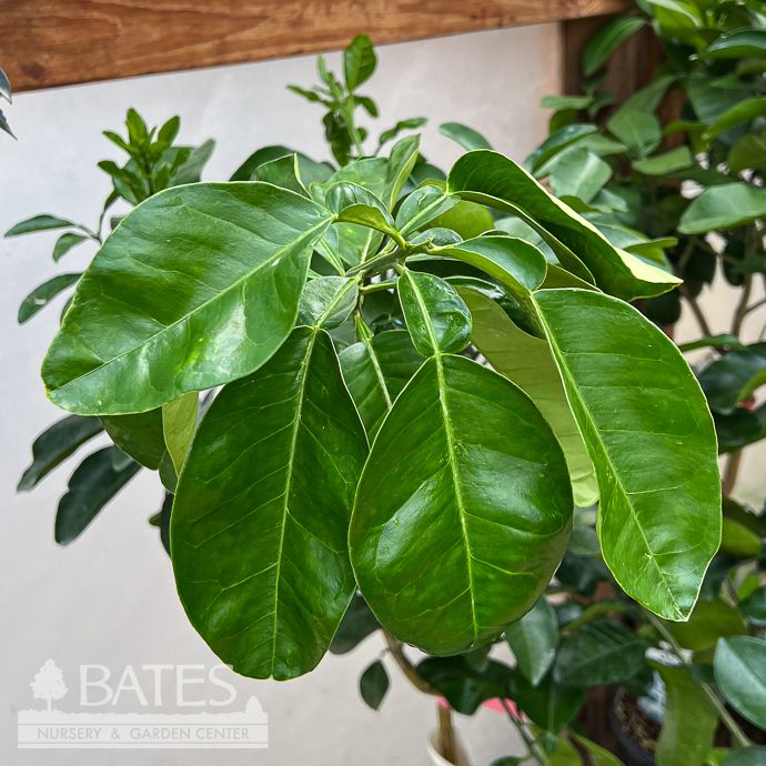 Edible 12p!/#5 Citrus Pummelo Hirado Butan STD /Tropical - No Warranty