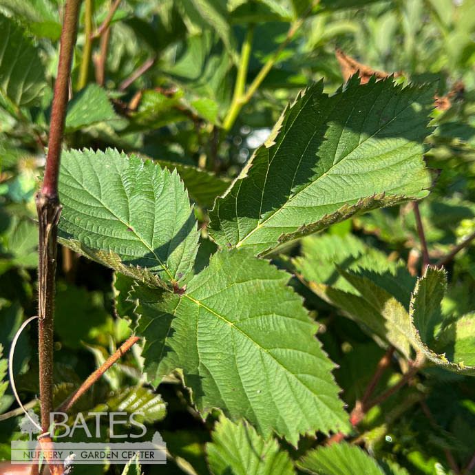 Edible #5 Trellis Rubus x Sweet-Ark Ponca/ Blackberry