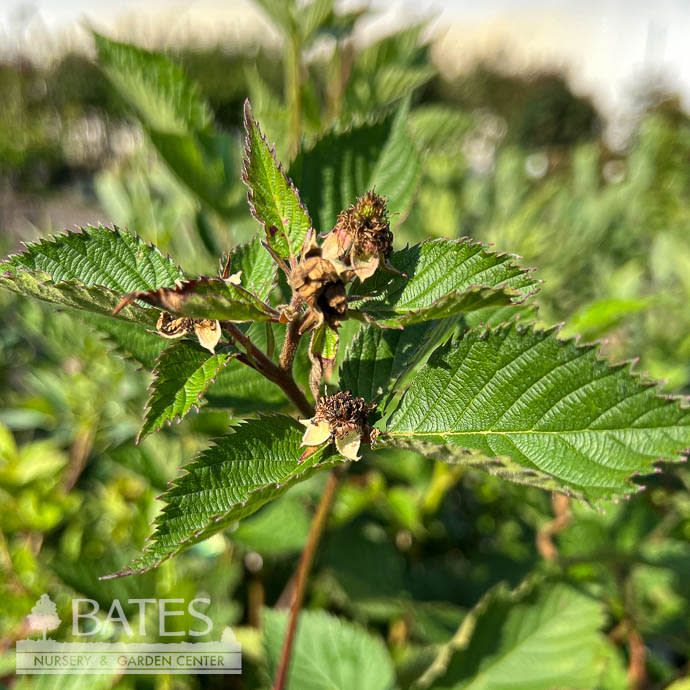 Edible #5 Trellis Rubus x Sweet-Ark Ponca/ Blackberry