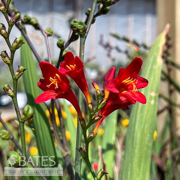 #2 Crocosmia Emberglow/ Orange-red Montbretia