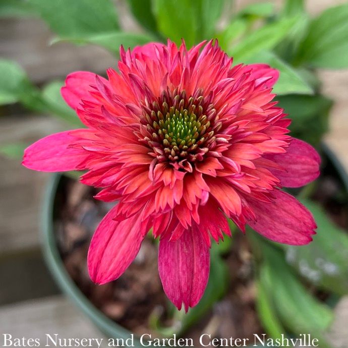 #1 Echinacea x Sunny Days 'Ruby'/ Red Double Coneflower