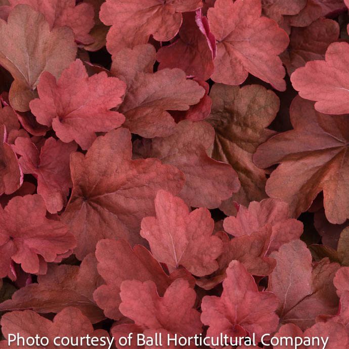 #1 Heuchera x Carnival Cinnamon Stick/ Coral Bells
